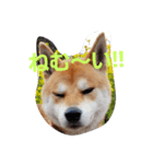 柴犬HELLO☆ダゼ3（個別スタンプ：3）