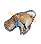 柴犬HELLO☆ダゼ3（個別スタンプ：5）