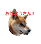 柴犬HELLO☆ダゼ3（個別スタンプ：7）