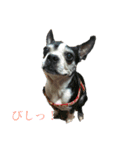 ほにほにスタンプ（個別スタンプ：1）