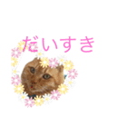 ほにほにスタンプ（個別スタンプ：5）
