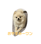 まるこはオリジナルスタンプ2（個別スタンプ：1）