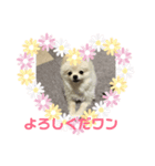 まるこはオリジナルスタンプ2（個別スタンプ：7）