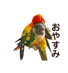 ふわふわインコスタンプ（個別スタンプ：1）