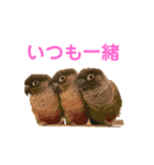 ふわふわインコスタンプ（個別スタンプ：2）
