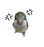 ふわふわインコスタンプ（個別スタンプ：3）