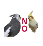 ふわふわインコスタンプ（個別スタンプ：8）