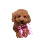 トイプー太郎3（個別スタンプ：1）