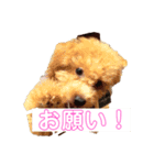 トイプー太郎3（個別スタンプ：2）