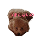トイプー太郎3（個別スタンプ：6）