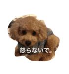 トイプー太郎3（個別スタンプ：8）
