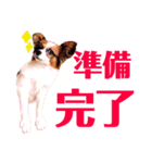 パピヨンのマシュー君（個別スタンプ：6）