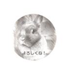 スケッチうさぎ（個別スタンプ：1）
