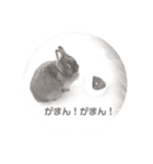 スケッチうさぎ（個別スタンプ：21）