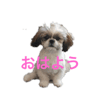茶美（個別スタンプ：2）