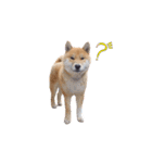 表情豊かな柴犬さん（個別スタンプ：1）