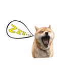表情豊かな柴犬さん（個別スタンプ：2）