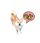 表情豊かな柴犬さん（個別スタンプ：3）