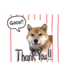 表情豊かな柴犬さん（個別スタンプ：4）