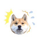 表情豊かな柴犬さん（個別スタンプ：5）