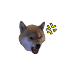 表情豊かな柴犬さん（個別スタンプ：6）