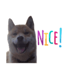 表情豊かな柴犬さん（個別スタンプ：7）