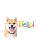 表情豊かな柴犬さん（個別スタンプ：8）