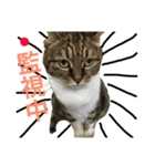 ルル猫（個別スタンプ：1）