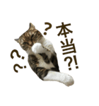 ルル猫（個別スタンプ：4）