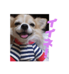うちのとりちゃん（個別スタンプ：5）