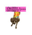 LOVEトイプーちゃん（個別スタンプ：1）