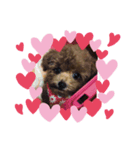 LOVEトイプーちゃん（個別スタンプ：5）