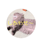 ペチュくんがオタクの代弁をしてくれます。（個別スタンプ：3）