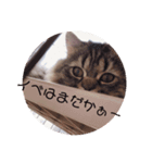 ペチュくんがオタクの代弁をしてくれます。（個別スタンプ：8）