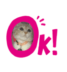 Hello_yoookooo（個別スタンプ：4）