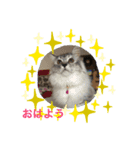 Hello_yoookooo（個別スタンプ：7）
