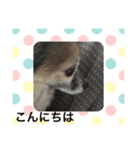 Hello_yoookooo（個別スタンプ：8）