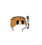 猫のわらび（個別スタンプ：5）