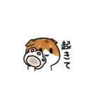 猫のわらび（個別スタンプ：11）
