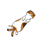 猫のわらび（個別スタンプ：14）