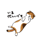 猫のわらび（個別スタンプ：15）