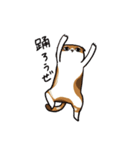 猫のわらび（個別スタンプ：32）