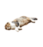 猫のわらび（個別スタンプ：33）
