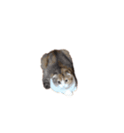 猫のわらび（個別スタンプ：34）