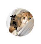 猫のわらび（個別スタンプ：35）
