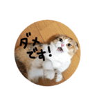 猫のわらび（個別スタンプ：36）