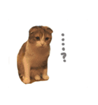 猫のわらび（個別スタンプ：37）