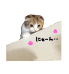 猫のわらび（個別スタンプ：38）