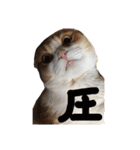 猫のわらび（個別スタンプ：39）