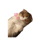 猫のわらび（個別スタンプ：40）